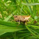 Northern Green-striped Grasshopper