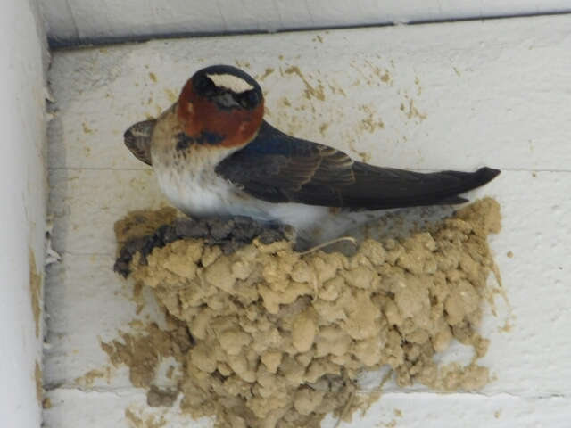 Cliff Swallow