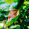 Leafwing Butterfly