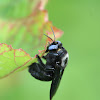 Carpenter bee