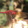 Cardinal Meadowhawk