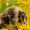 Gypsy's cuckoo bumblebee