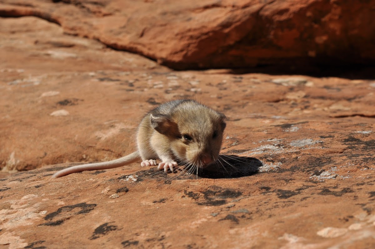 Wood Rat ( Desert Pack Rat)