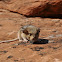 Wood Rat ( Desert Pack Rat)