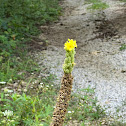 great mullein