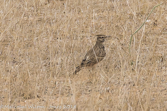 Crested Lark