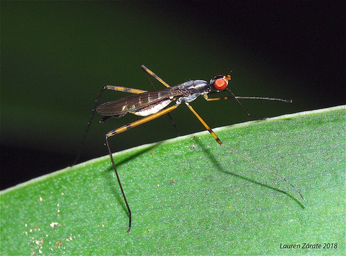 Silt-Legged Fly