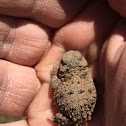 Horny Toad