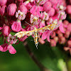 Himmelman's Plume Moth