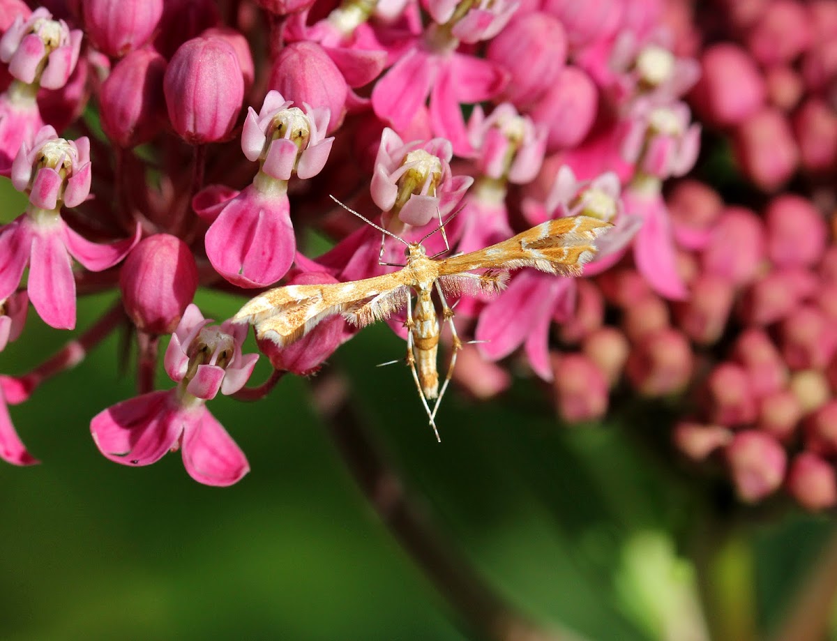 Himmelman's Plume Moth