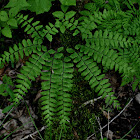 Maidenhair Fern