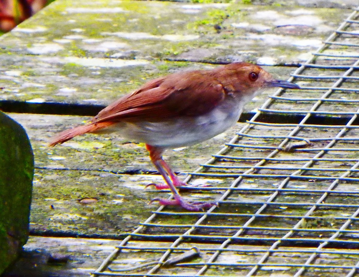 Ferruginous babbler