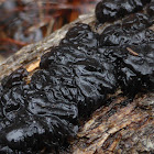 Black Witches' Butter