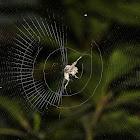 Trashline Orb-weaver Spider