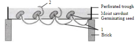 Coordination in plants