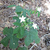 Spurge Nettle