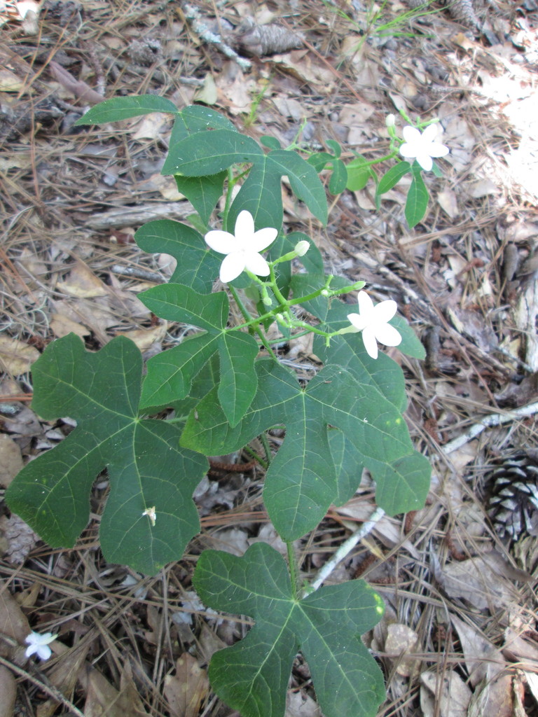 Spurge Nettle