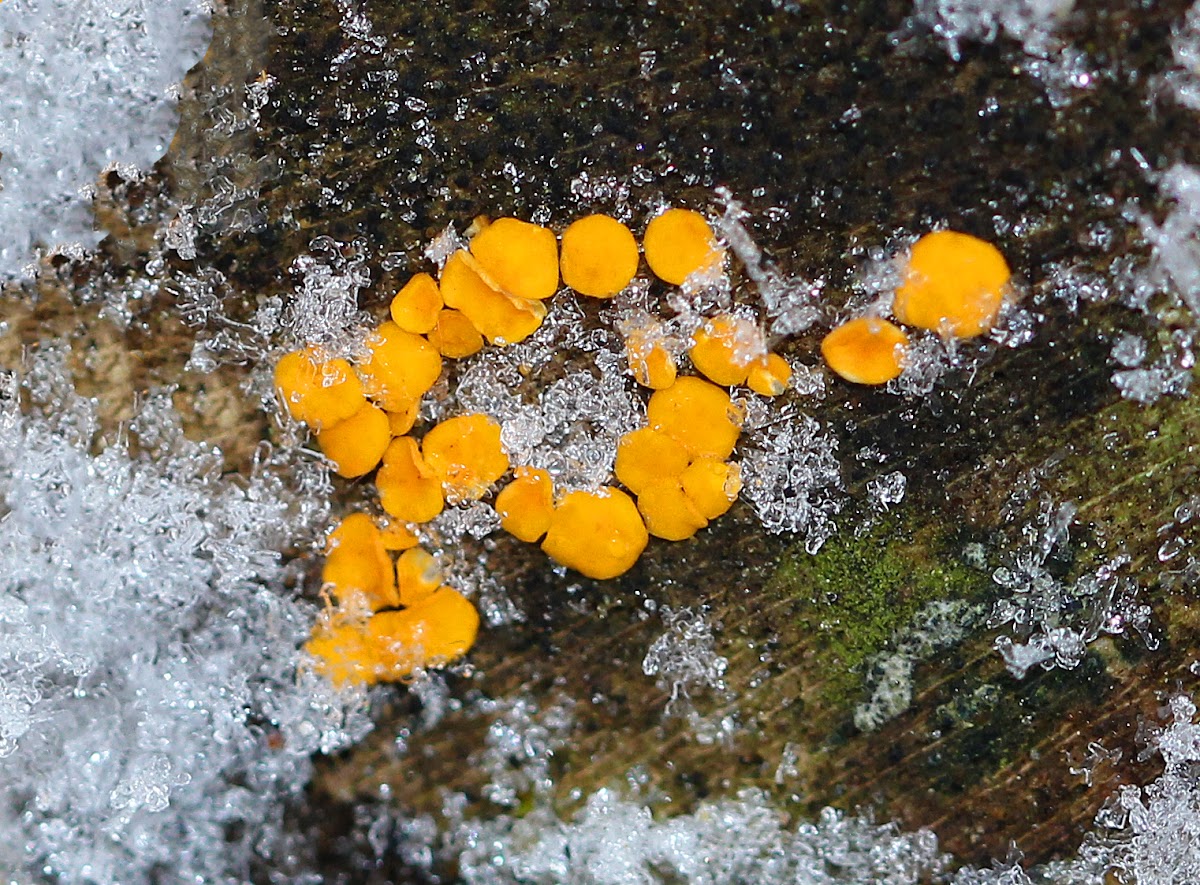 Yellow Fairy Cups