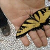 Eastern Tiger Swallowtail