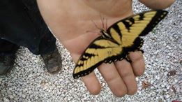 Eastern Tiger Swallowtail