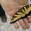 Eastern Tiger Swallowtail