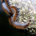 pine processionary caterpillar