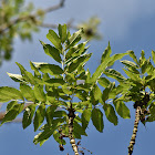 European ash