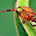 Spectacular Crab Spider