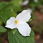 Great White Trillium