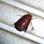 Asiatic Garden Beetle