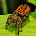 Jumping spider (female)