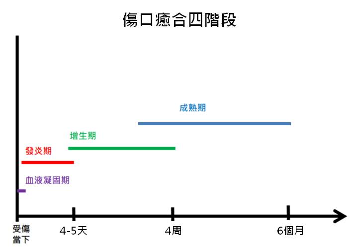 傷口癒合四階段