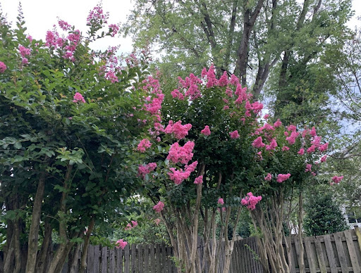 Maison avec jardin 4