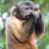 Brown Capuchin