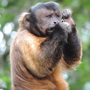 Brown Capuchin