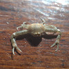 Leucosiid crab