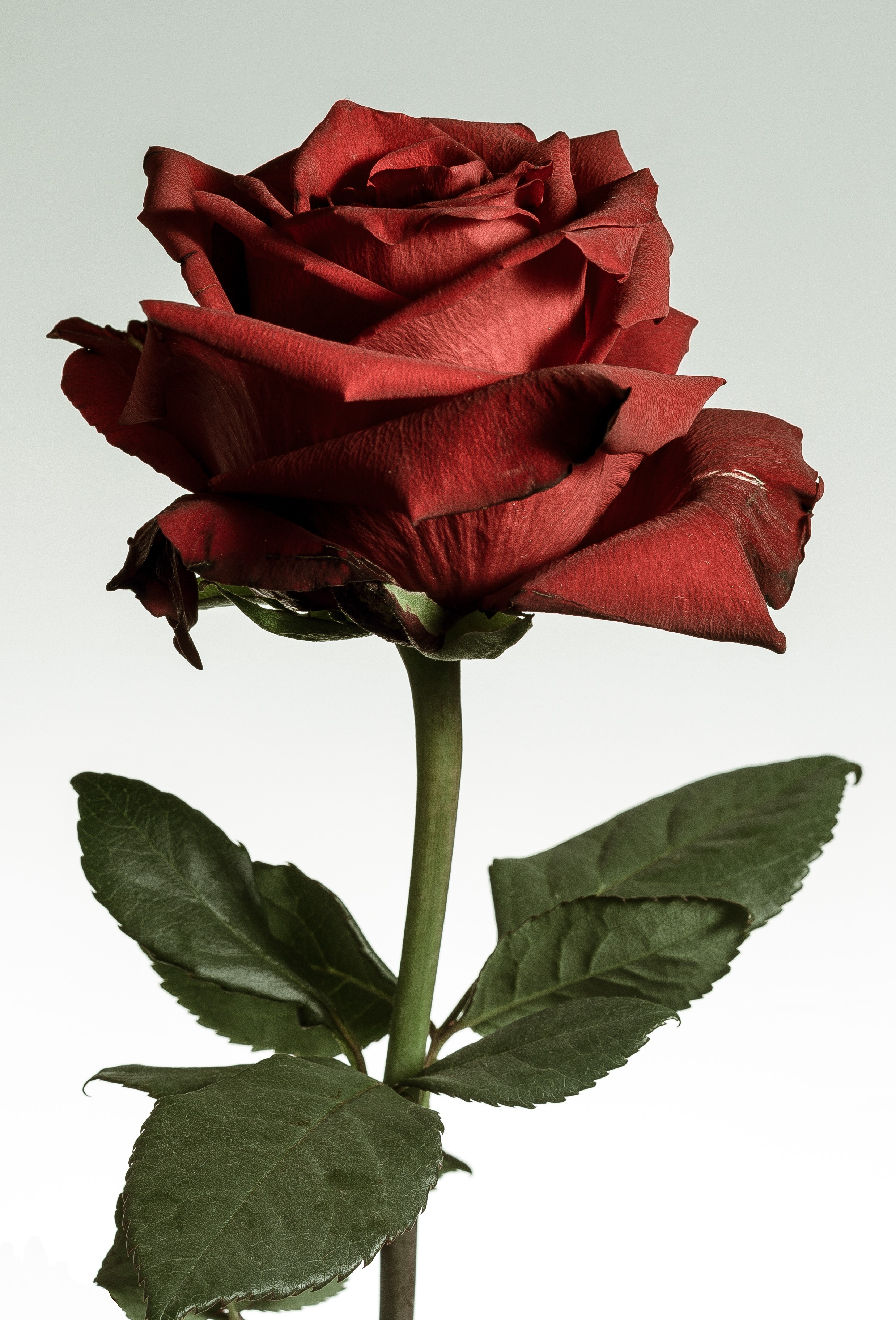 Rosa Rosae di Paolo Domesi