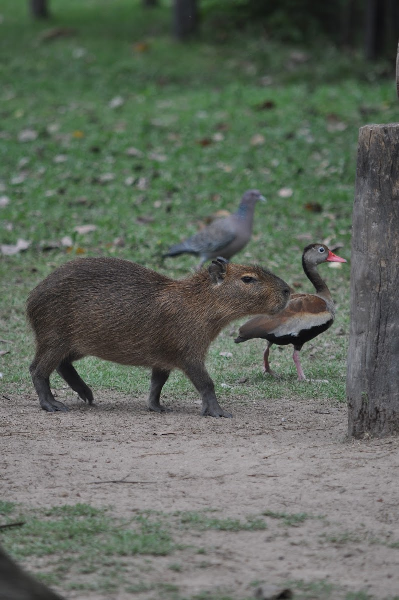 Capybara