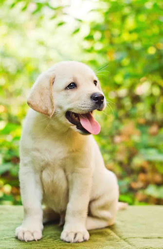 Golden Retriever Puppy