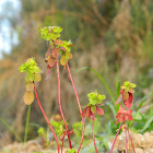 Petty Spurge