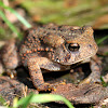 Eastern American Toad