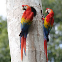 Scarlet Macaw