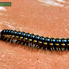 Long-flange millipede.