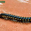 Long-flange millipede.