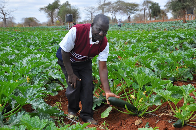 Farmer Benson Nyamai displays some of vegetables under drip irrigation on the model farm.