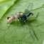 Hentzia Jumping Spider