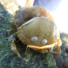 green crab