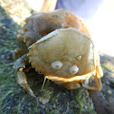 green crab