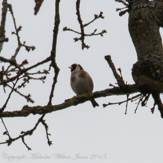 Goldfinch