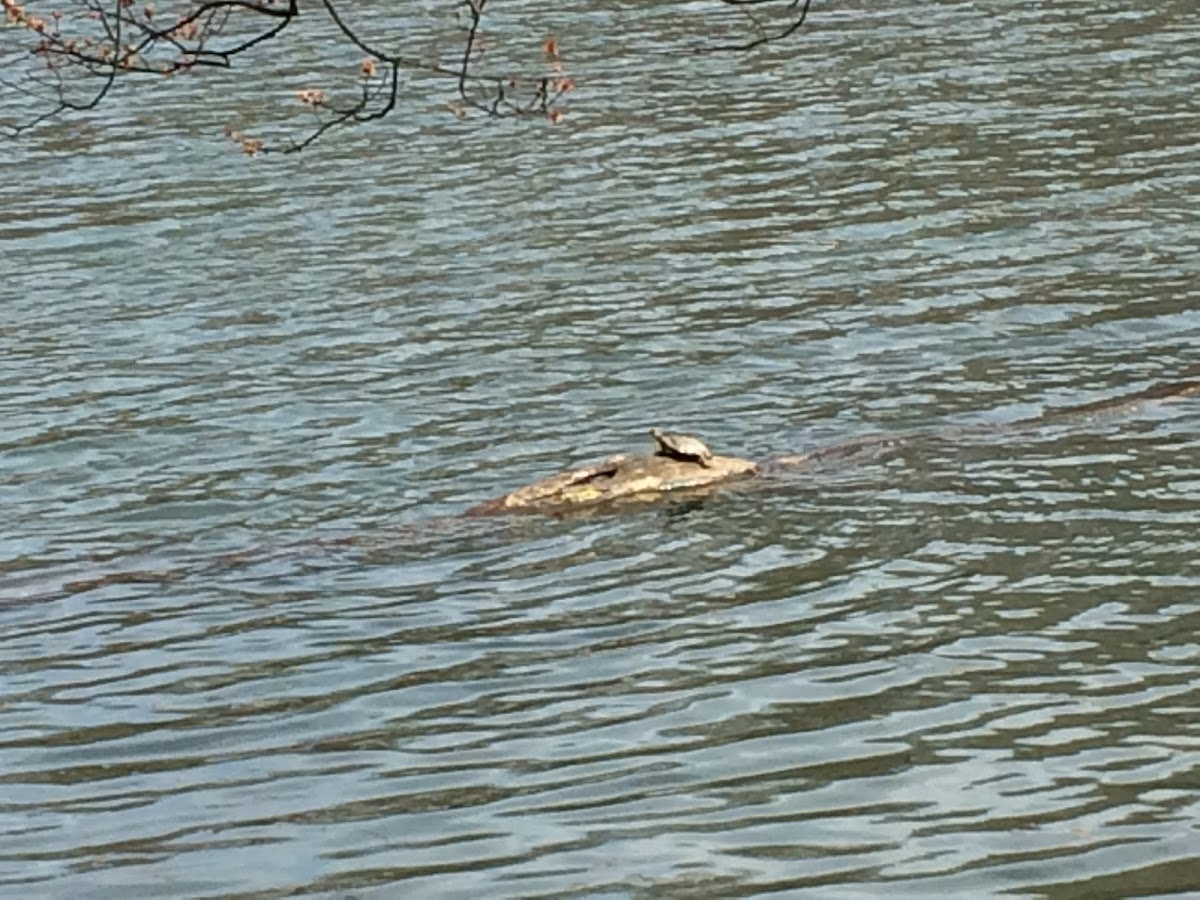 Painted turtle